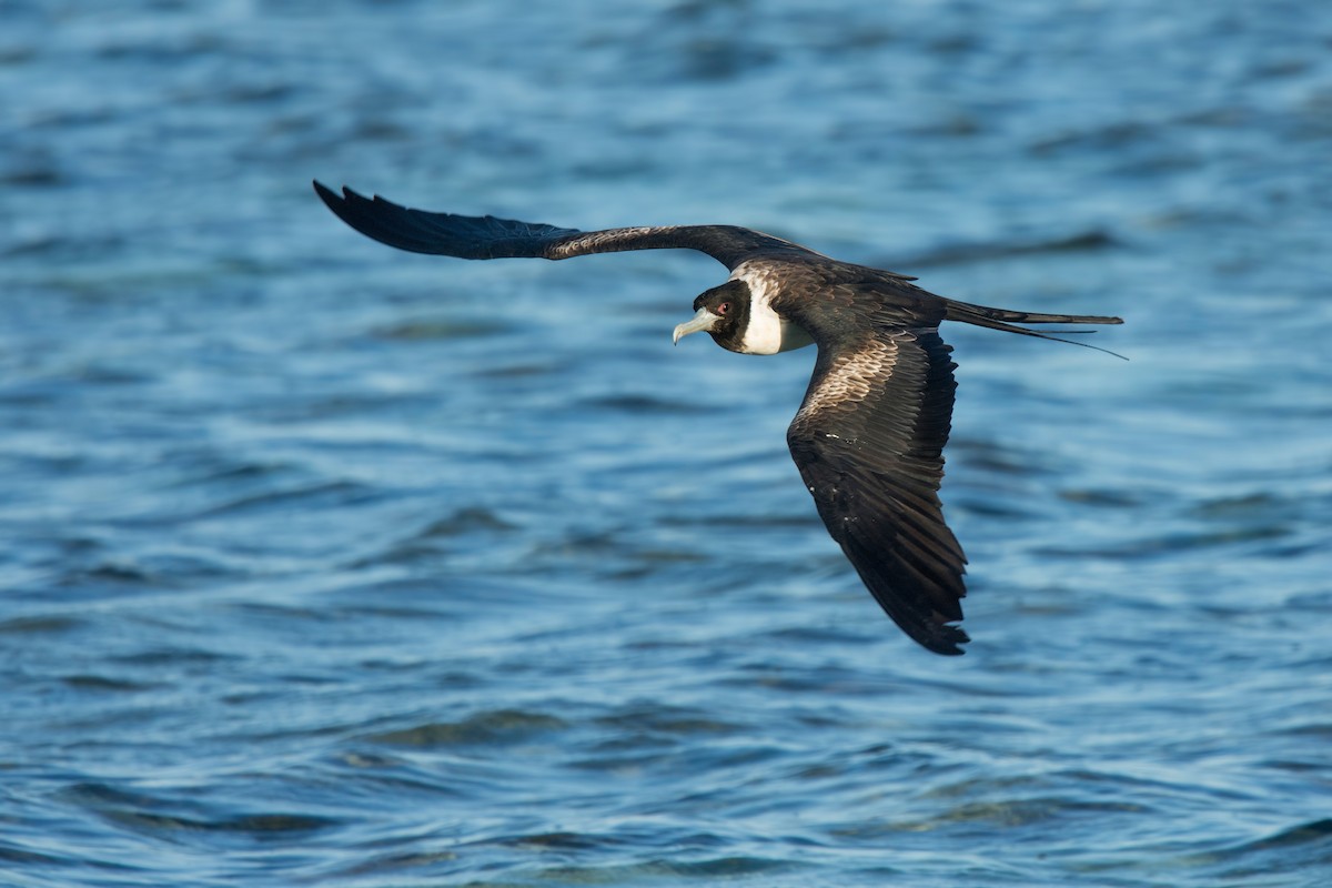 Lesser Frigatebird - ML620851020