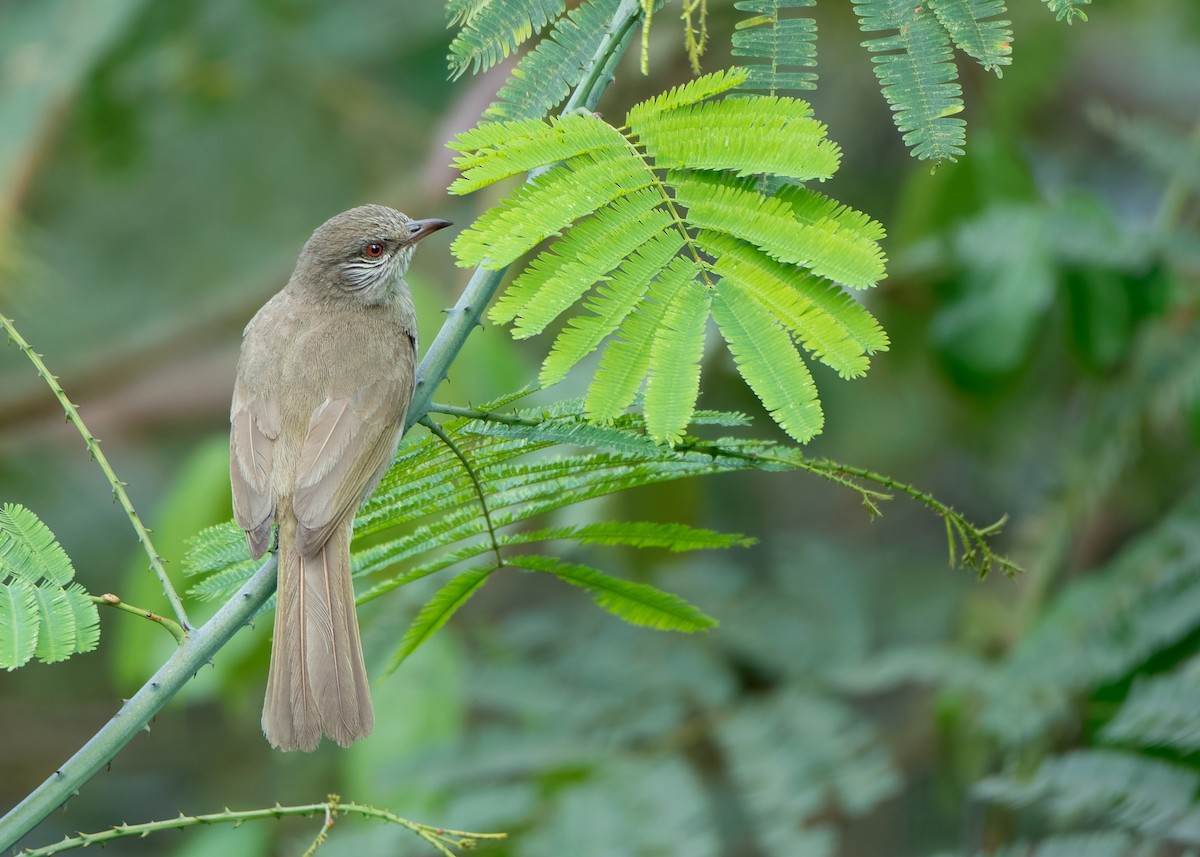 Bulbul de Blanford Occidental - ML620851026