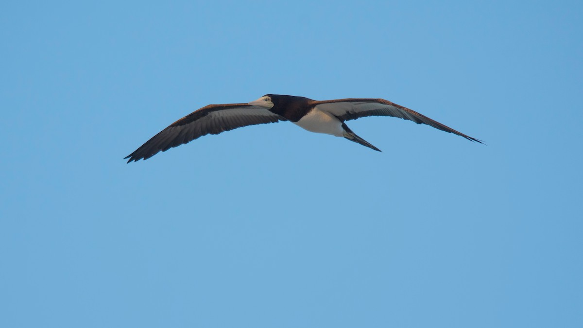 Brown Booby - ML620851027