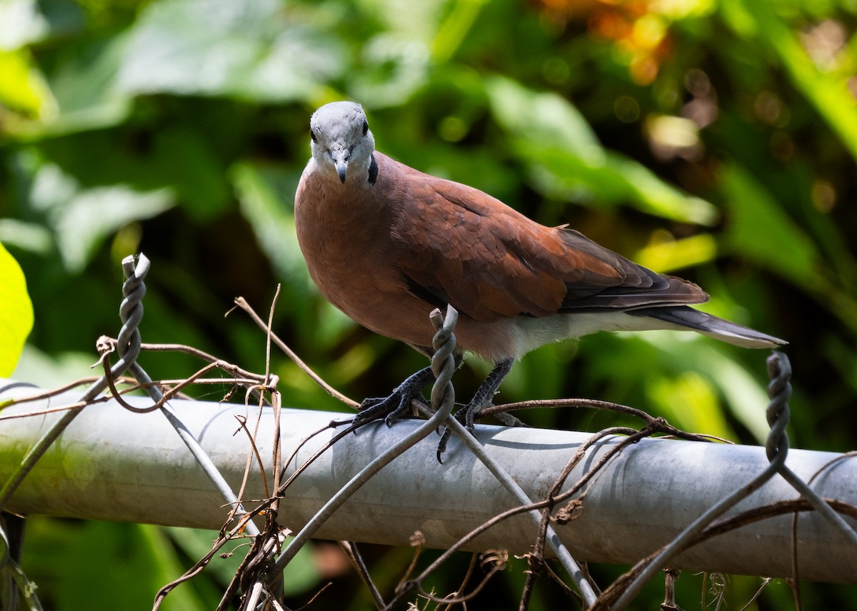 Red Collared-Dove - ML620851028