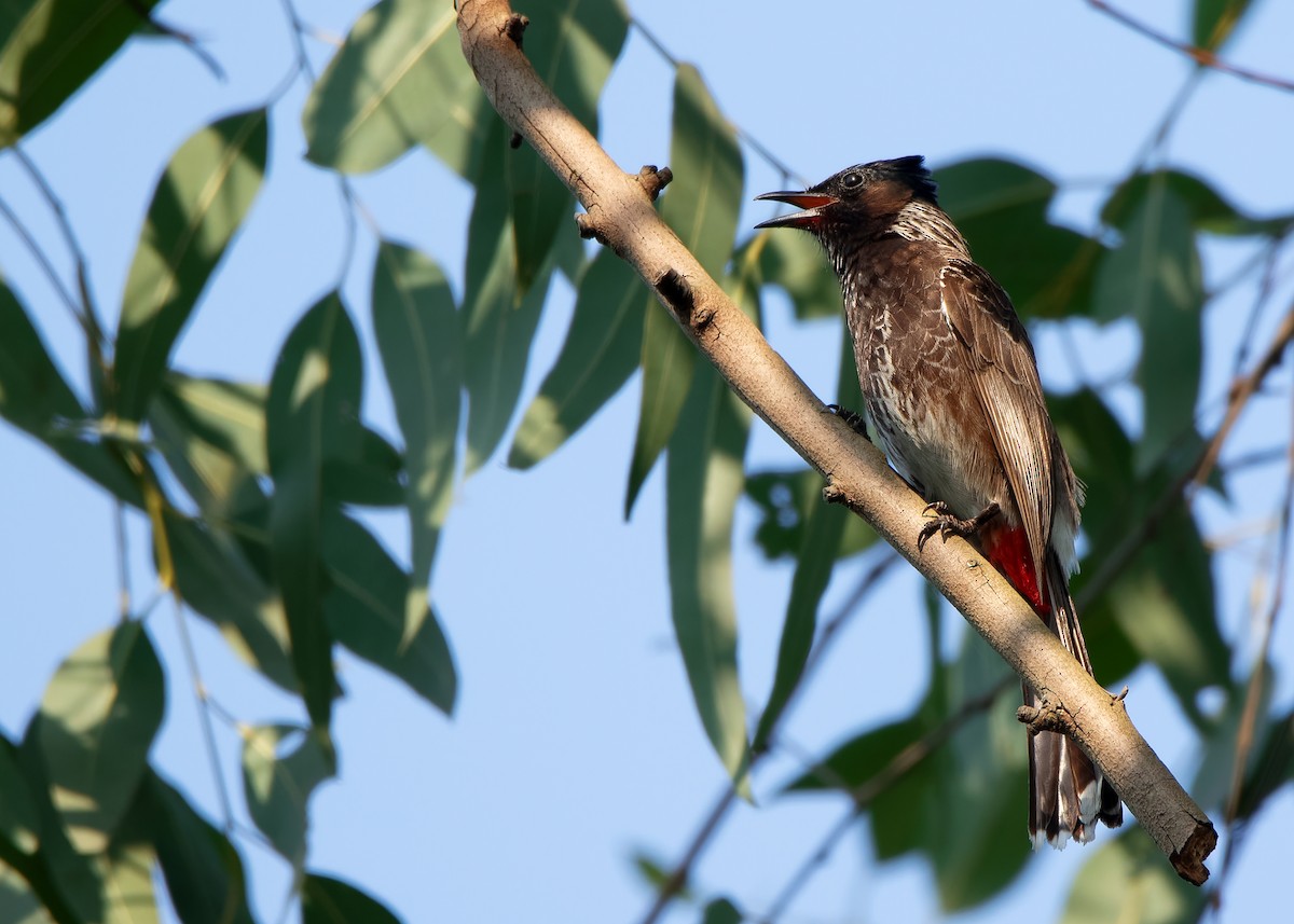 Red-vented Bulbul - ML620851044