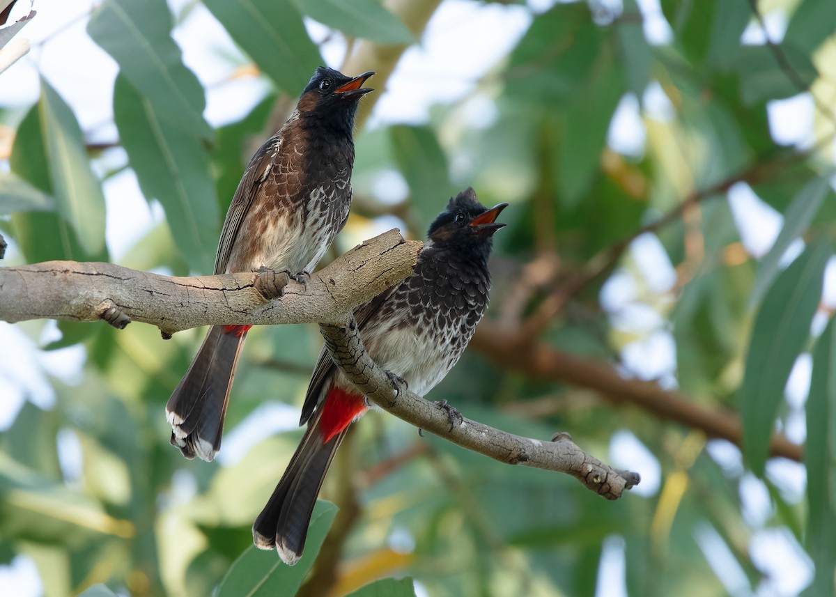 Red-vented Bulbul - ML620851045