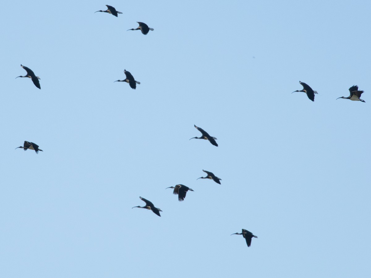 ibis slámokrký - ML620851047