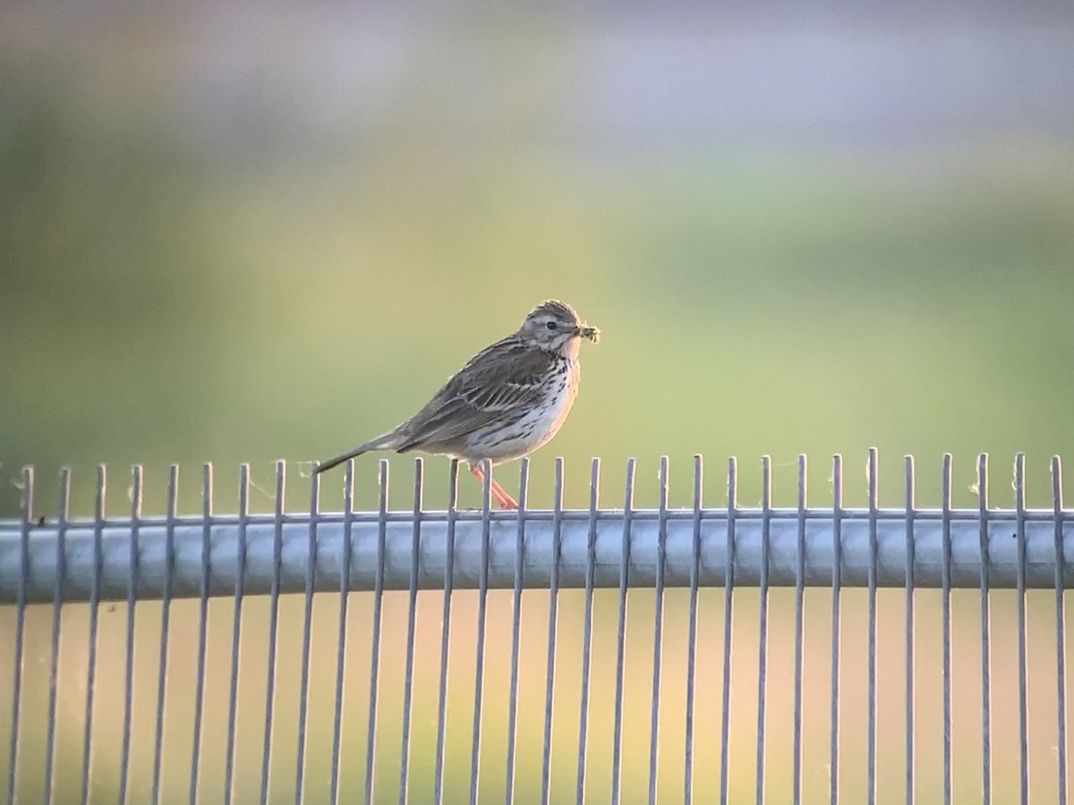 Meadow Pipit - ML620851074