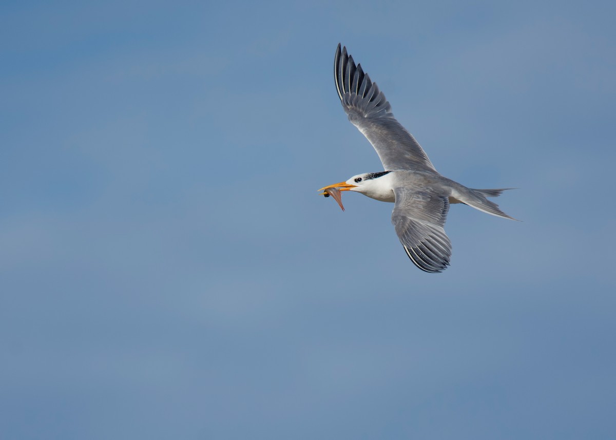 Lesser Crested Tern - Heyn de Kock