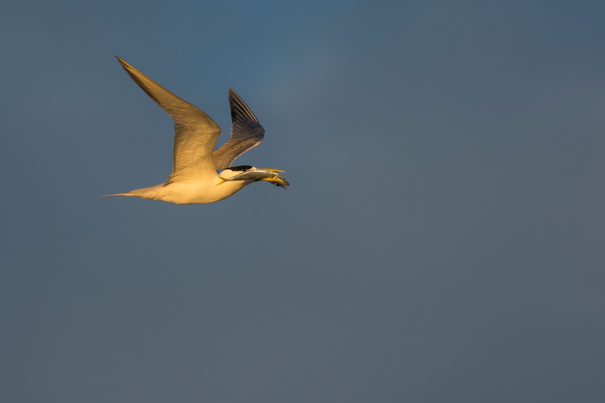 Great Crested Tern - ML620851083