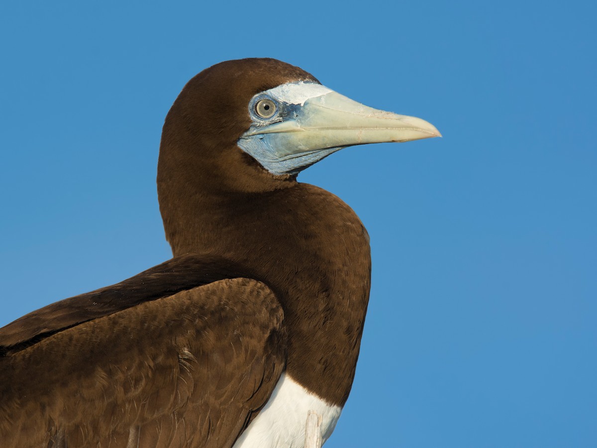 Brown Booby - ML620851085