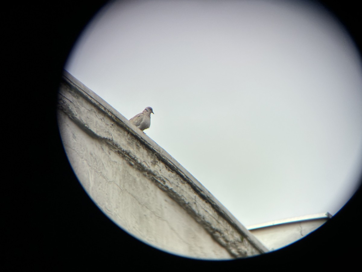 Eurasian Collared-Dove - ML620851089