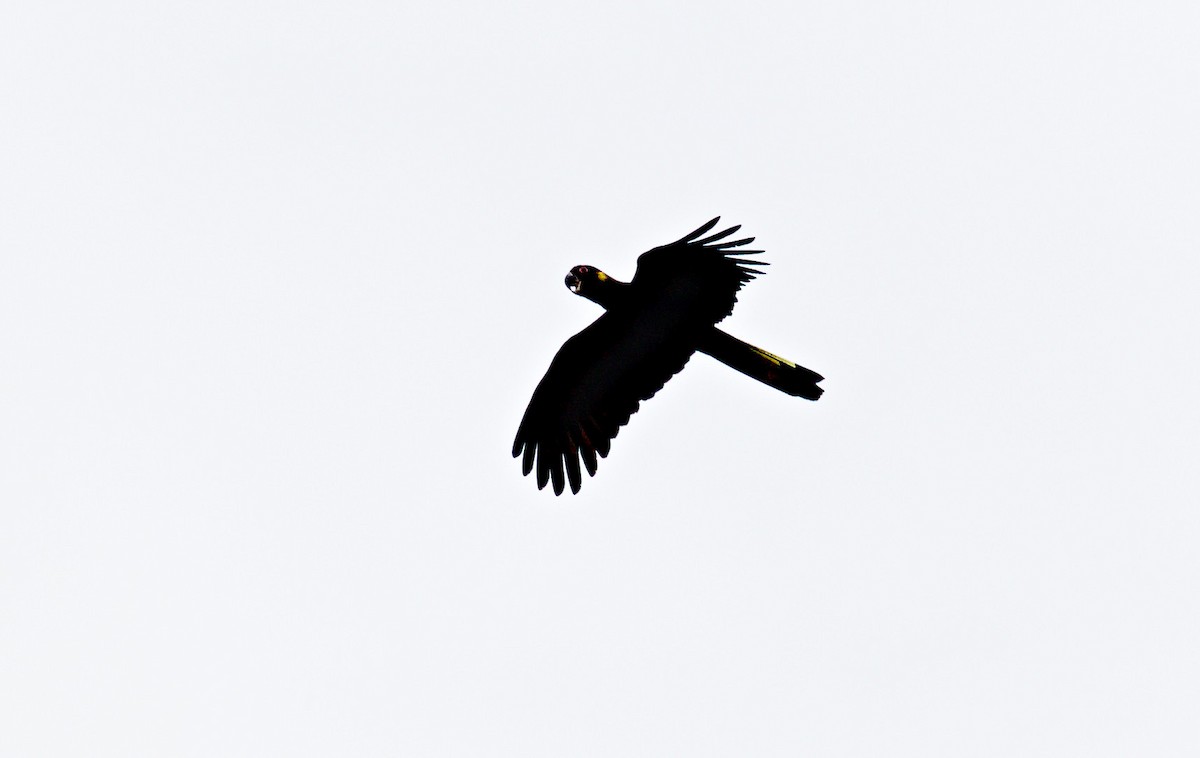 Yellow-tailed Black-Cockatoo - ML620851122