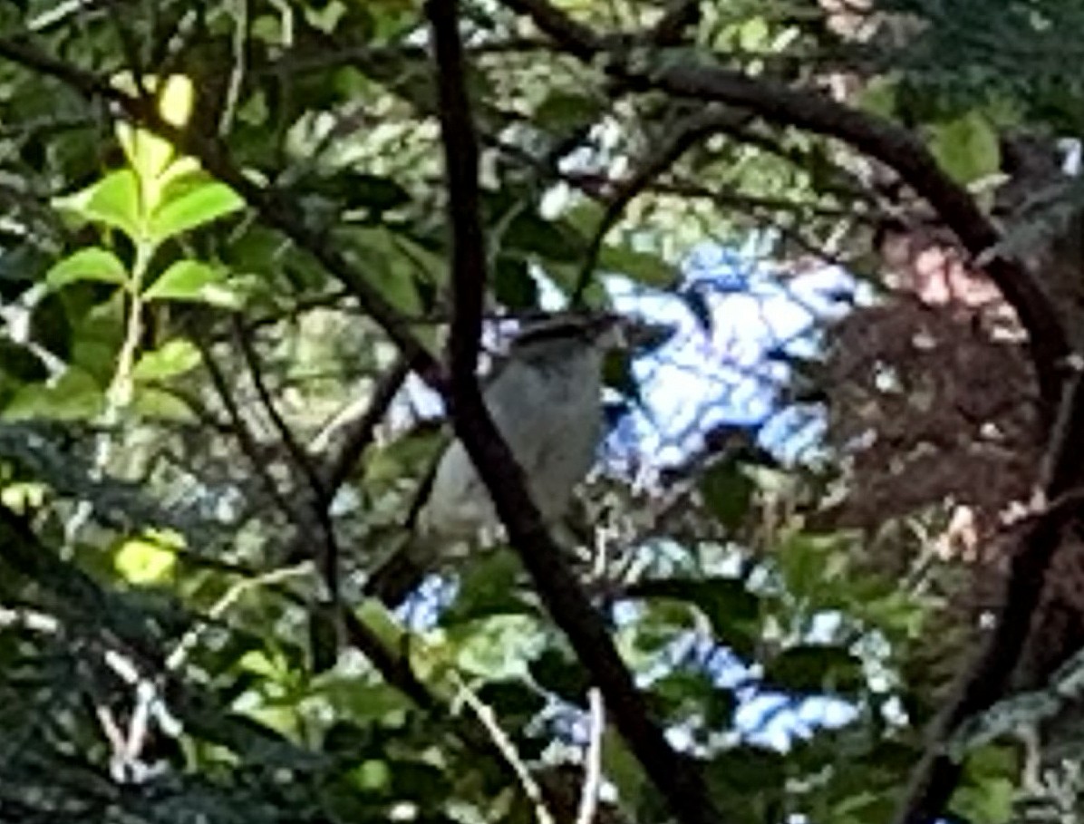 Eastern Crowned Warbler - ML620851124