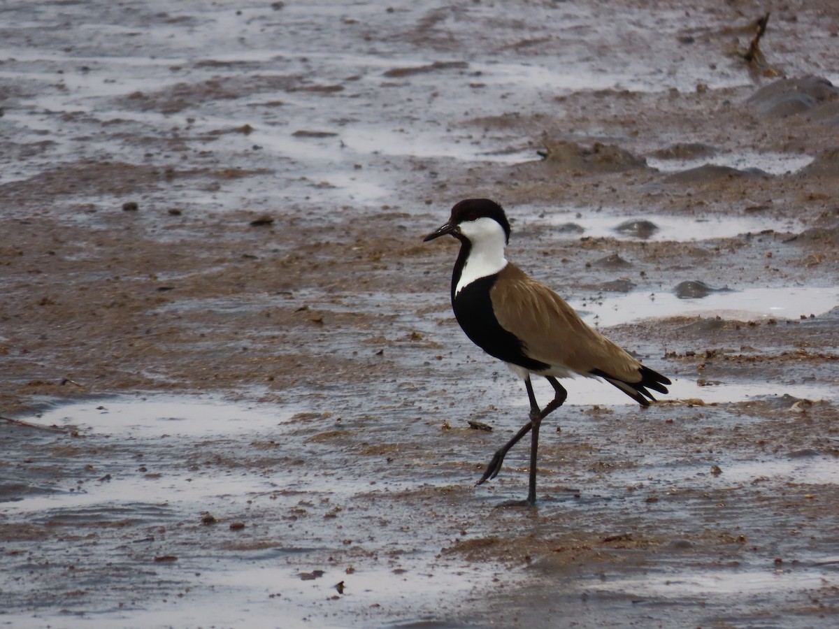 Spur-winged Lapwing - ML620851150