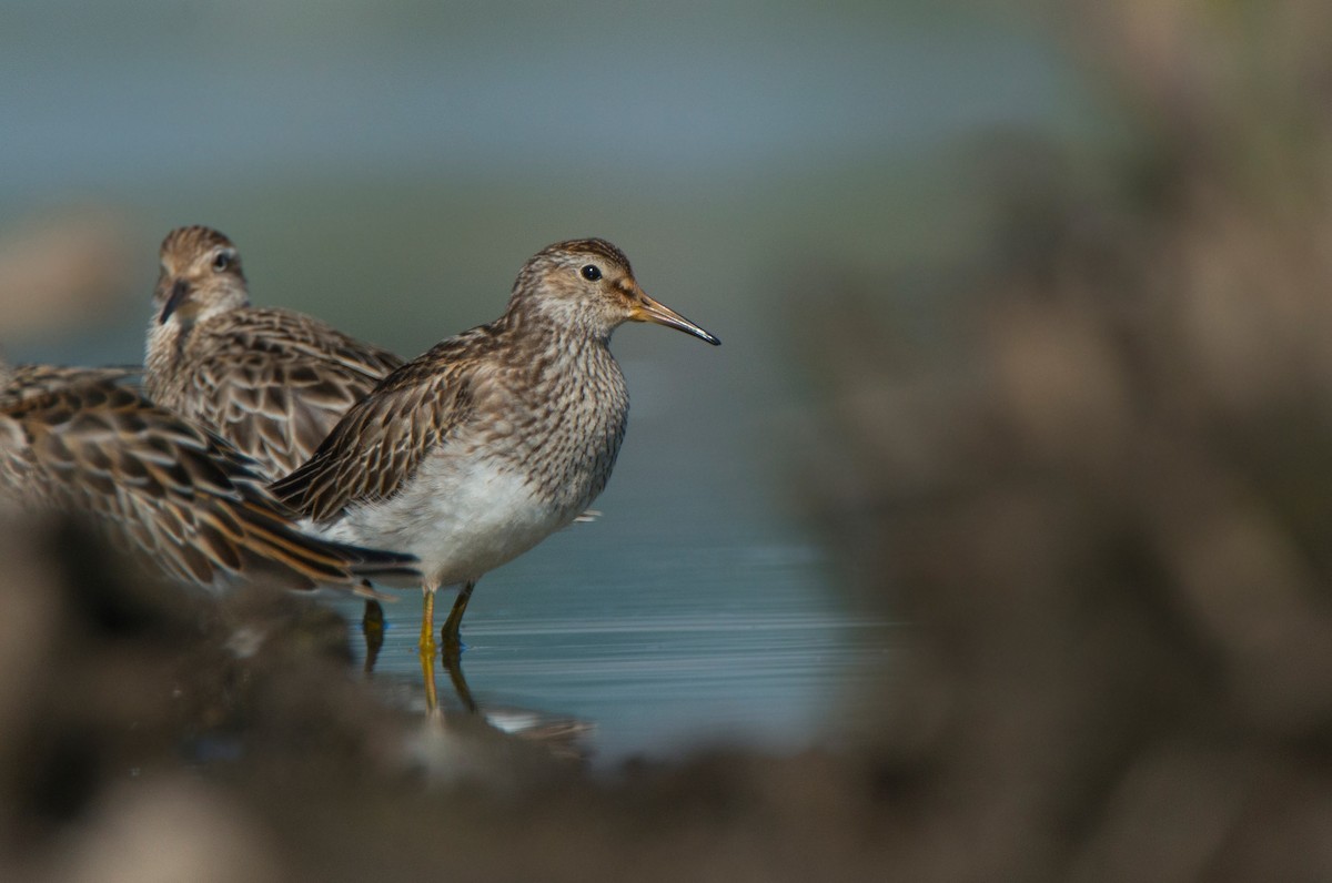 Graubrust-Strandläufer - ML620851153