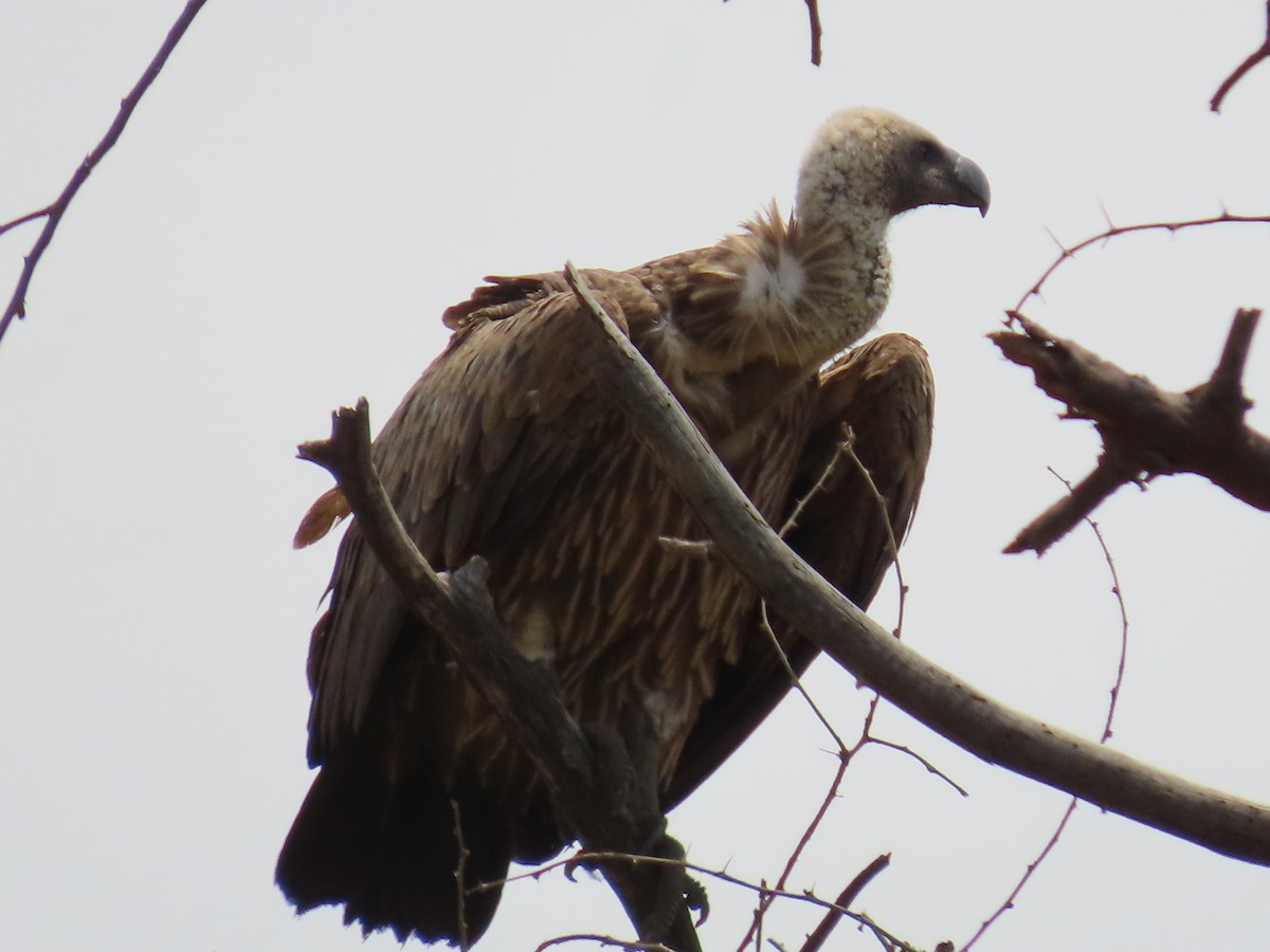 White-headed Vulture - ML620851156