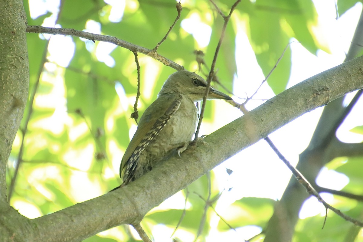 Gray-headed Woodpecker - ML620851158