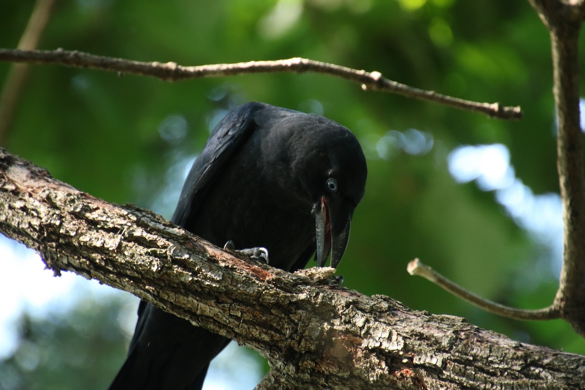 Large-billed Crow - ML620851160