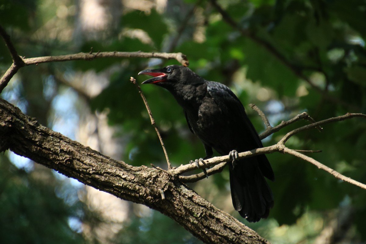 Large-billed Crow - ML620851161