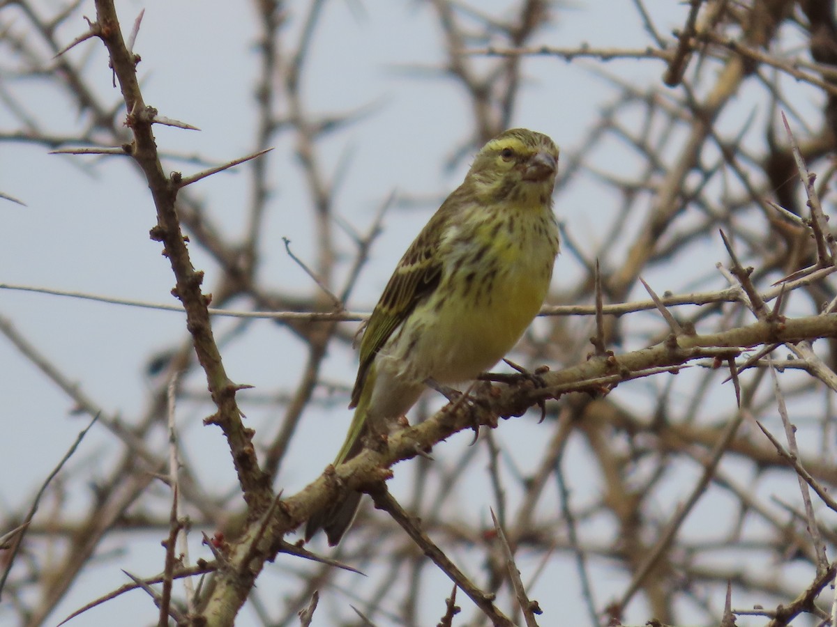 White-bellied Canary - ML620851169