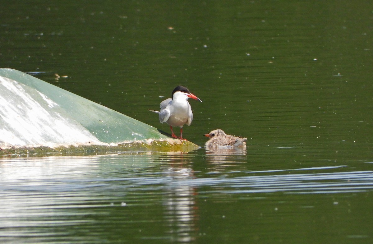 Common Tern - Paul Lewis