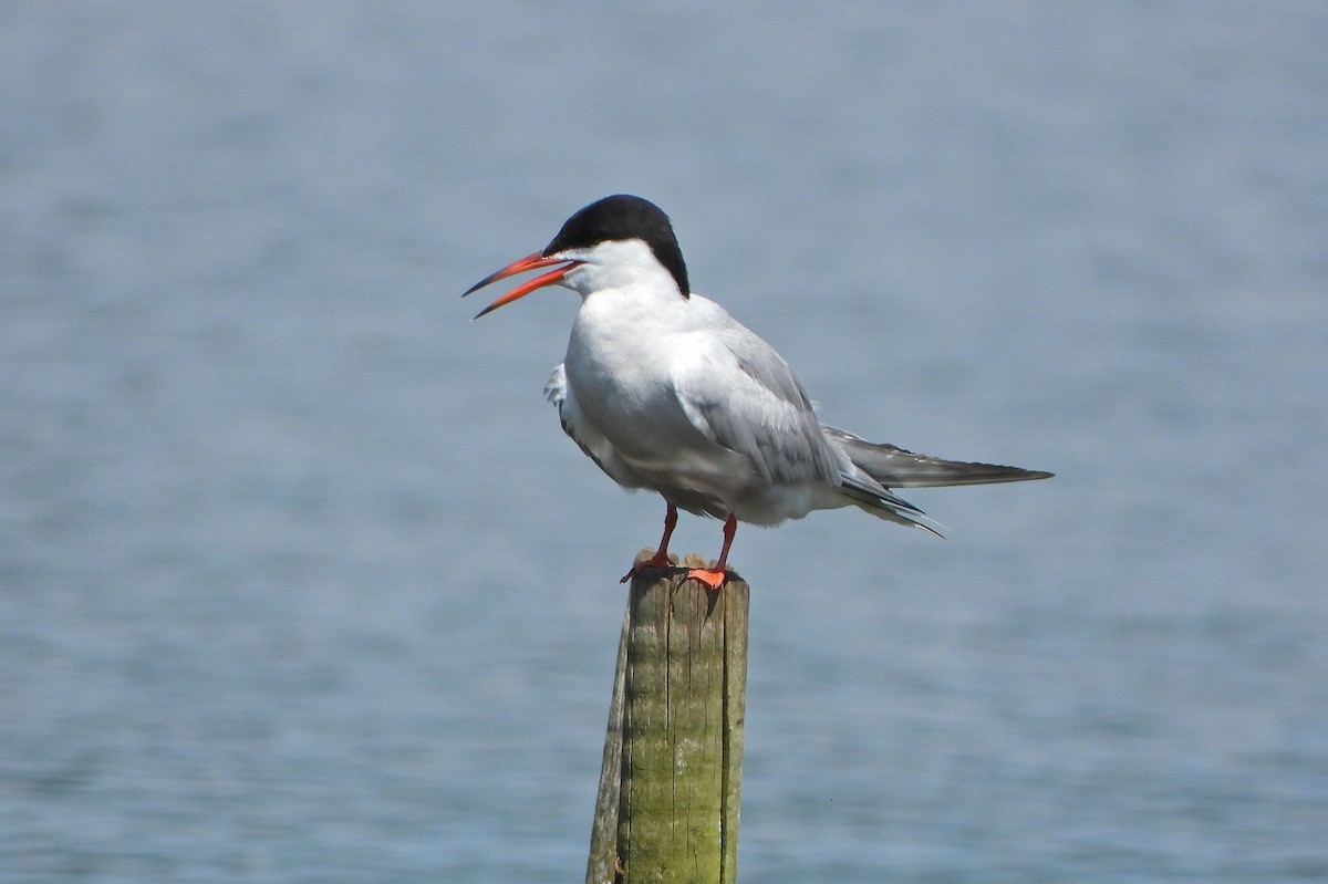 Common Tern - ML620851187