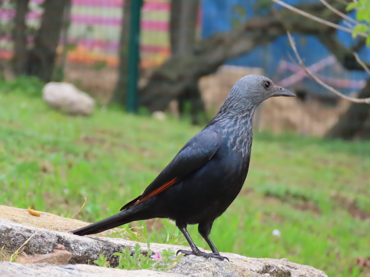 Red-winged Starling - ML620851214