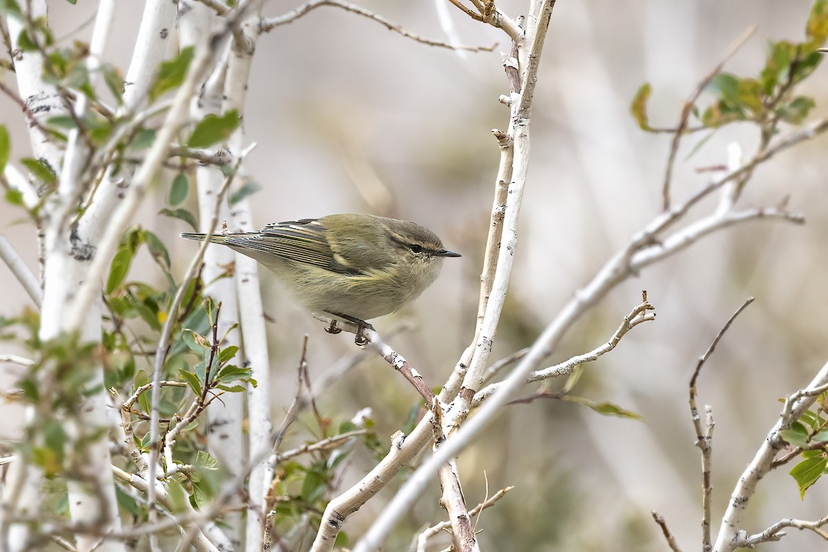 Hume's Warbler - ML620851217