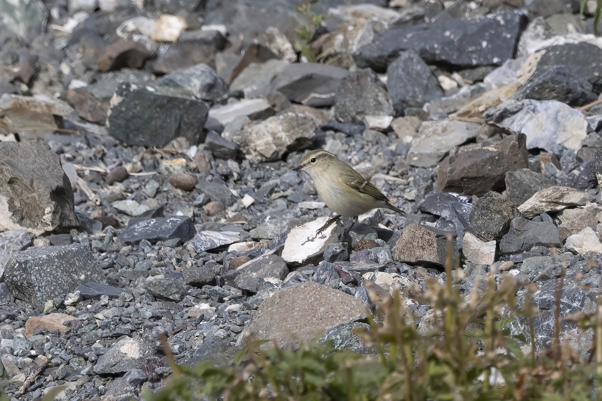 Hume's Warbler - ML620851218
