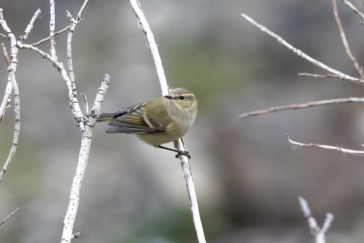Hume's Warbler - ML620851219