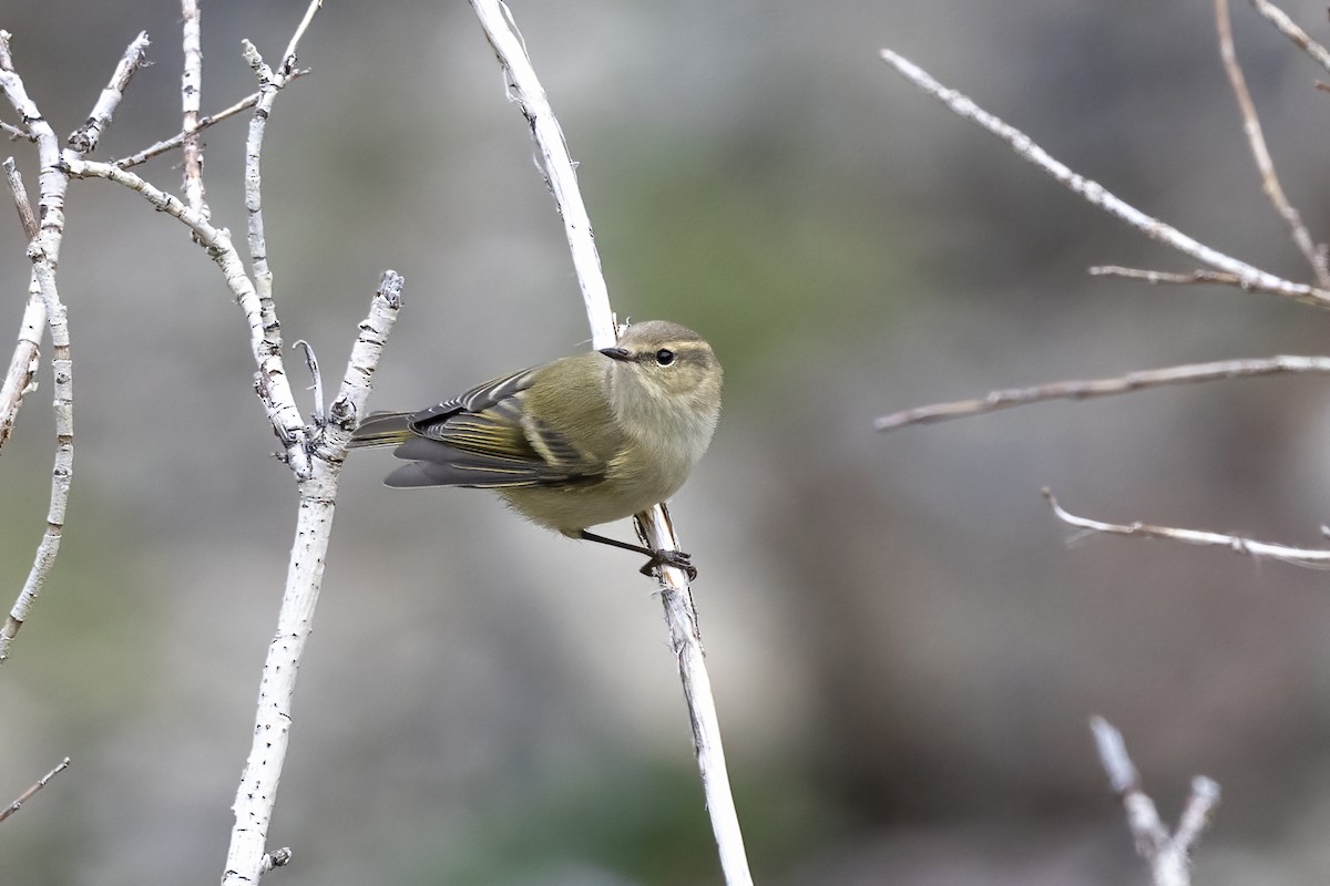 Mosquitero de Hume - ML620851219