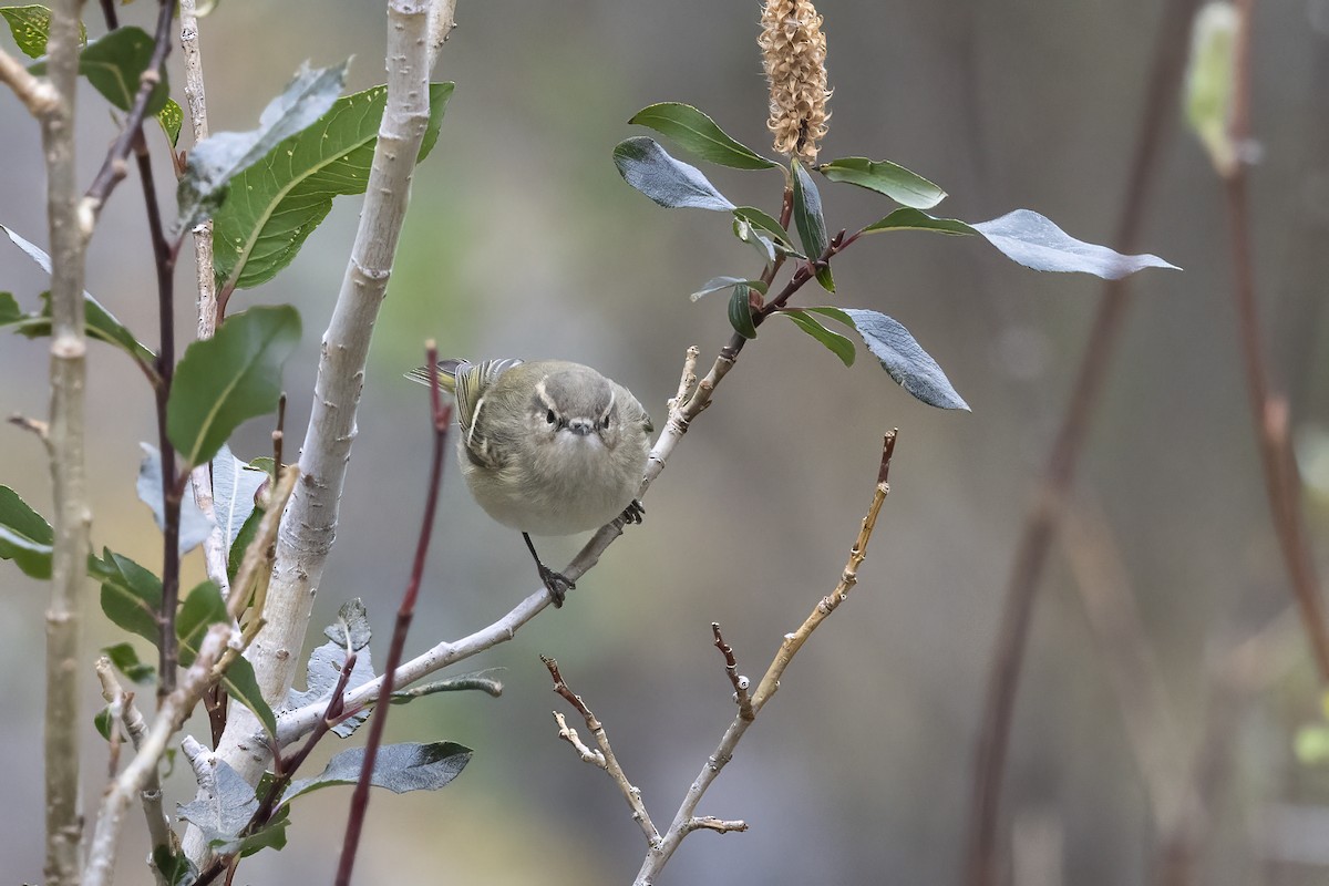 Hume's Warbler - ML620851220
