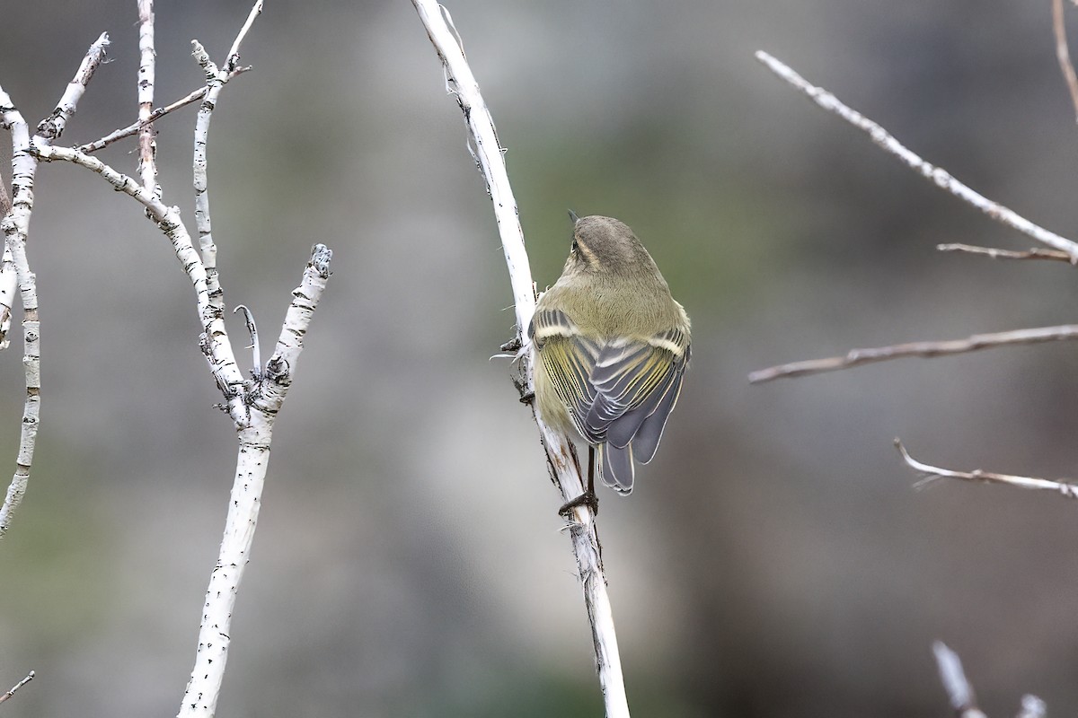 Hume's Warbler - ML620851221