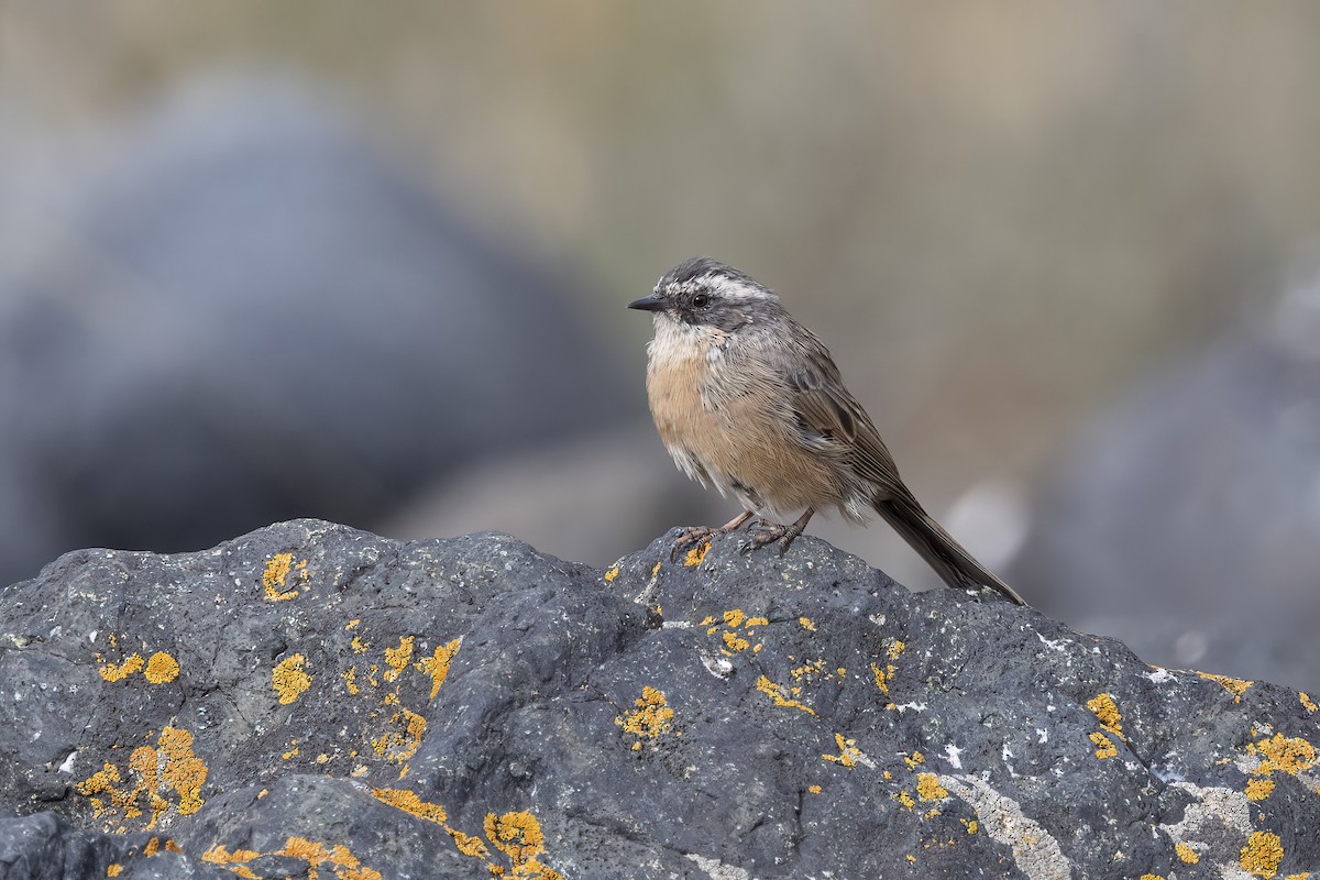Brown Accentor - ML620851246