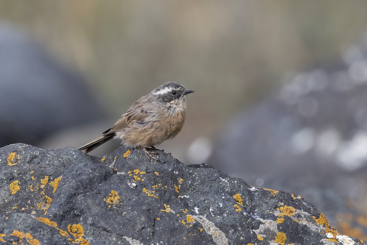 Brown Accentor - ML620851247