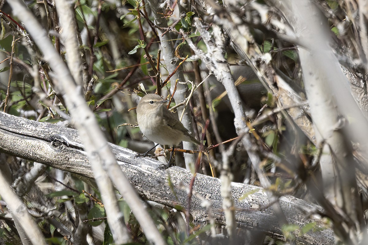 チフチャフ（tristis） - ML620851289