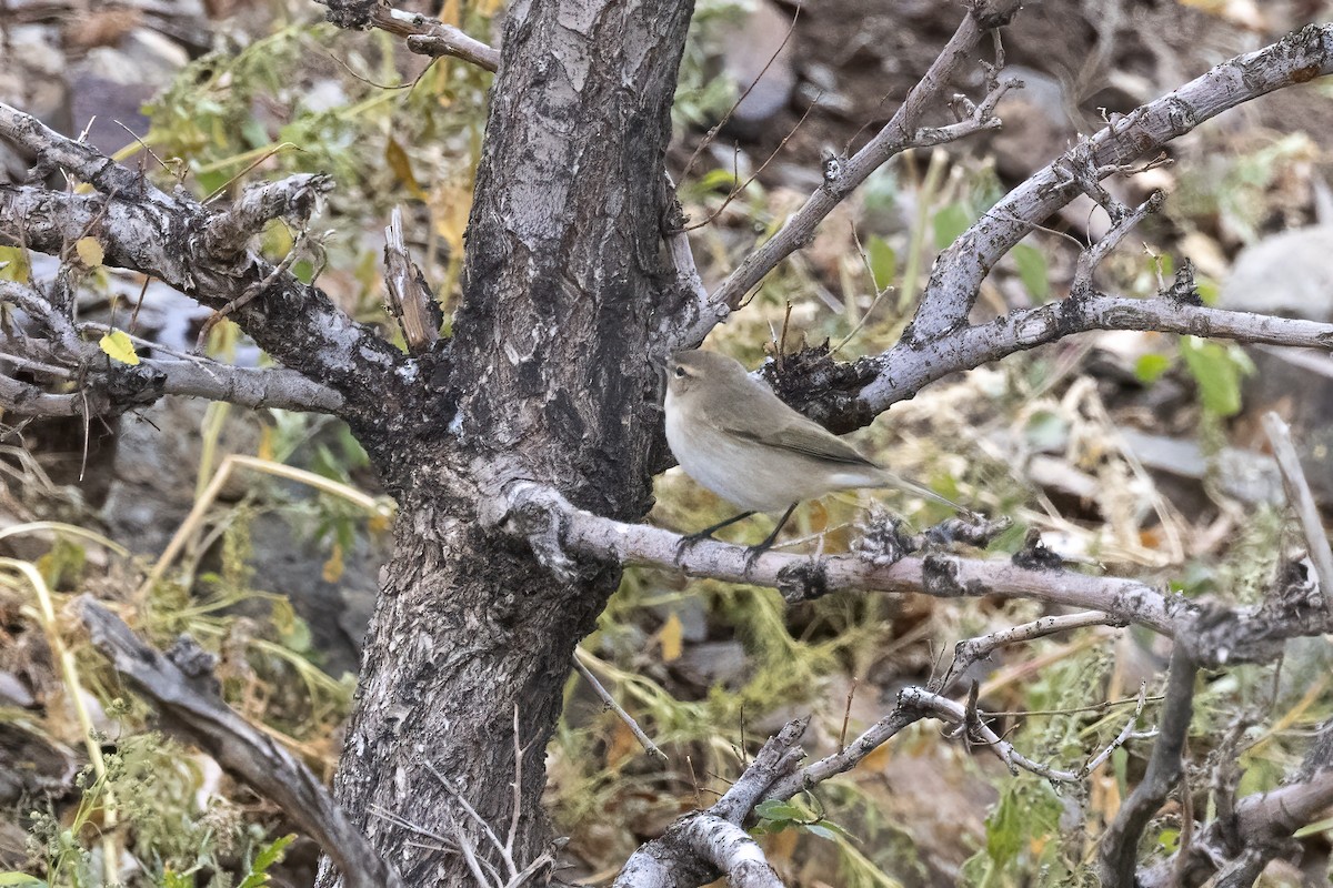 Common Chiffchaff (Siberian) - ML620851290