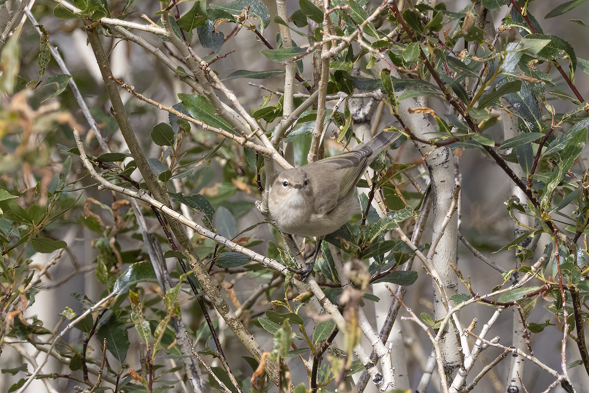 チフチャフ（tristis） - ML620851291