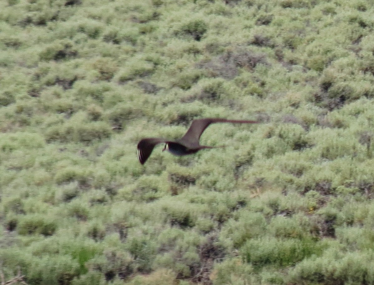 Long-tailed Jaeger - ML62085131