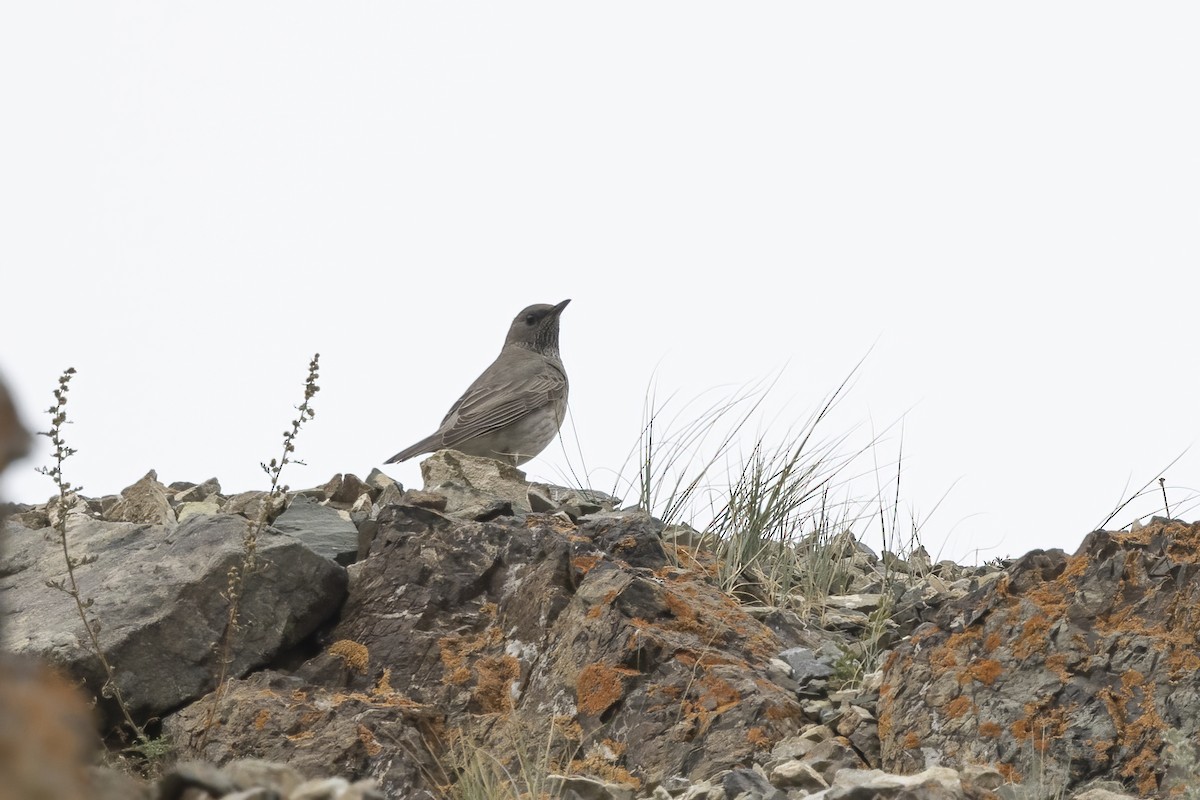Black-throated Thrush - ML620851313