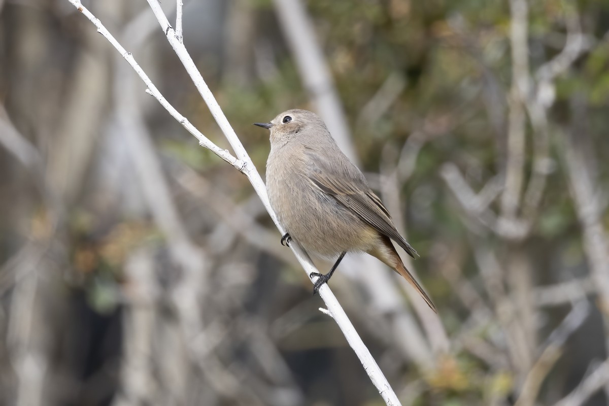 クロジョウビタキ - ML620851349