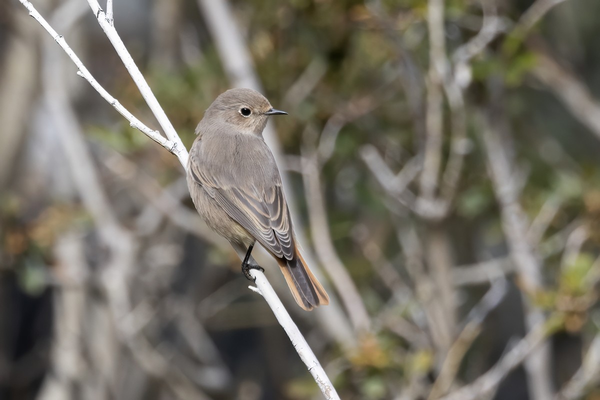 Black Redstart - ML620851350