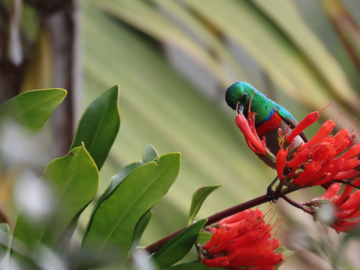 Southern Double-collared Sunbird - ML620851371