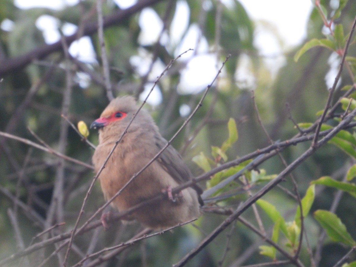 Red-faced Mousebird - Rodney Macready