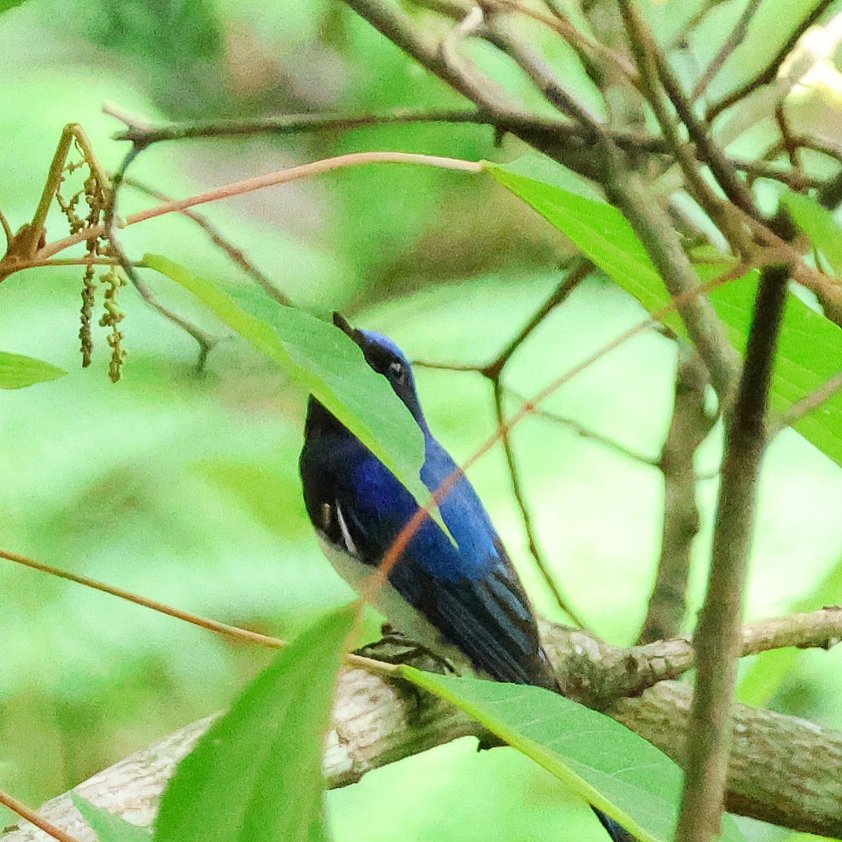 Blue-and-white Flycatcher - ML620851374