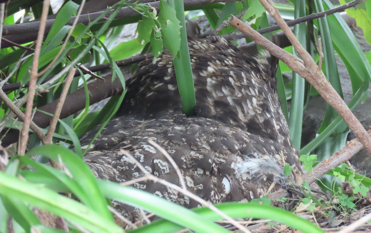Spotted Eagle-Owl - Greg Wark