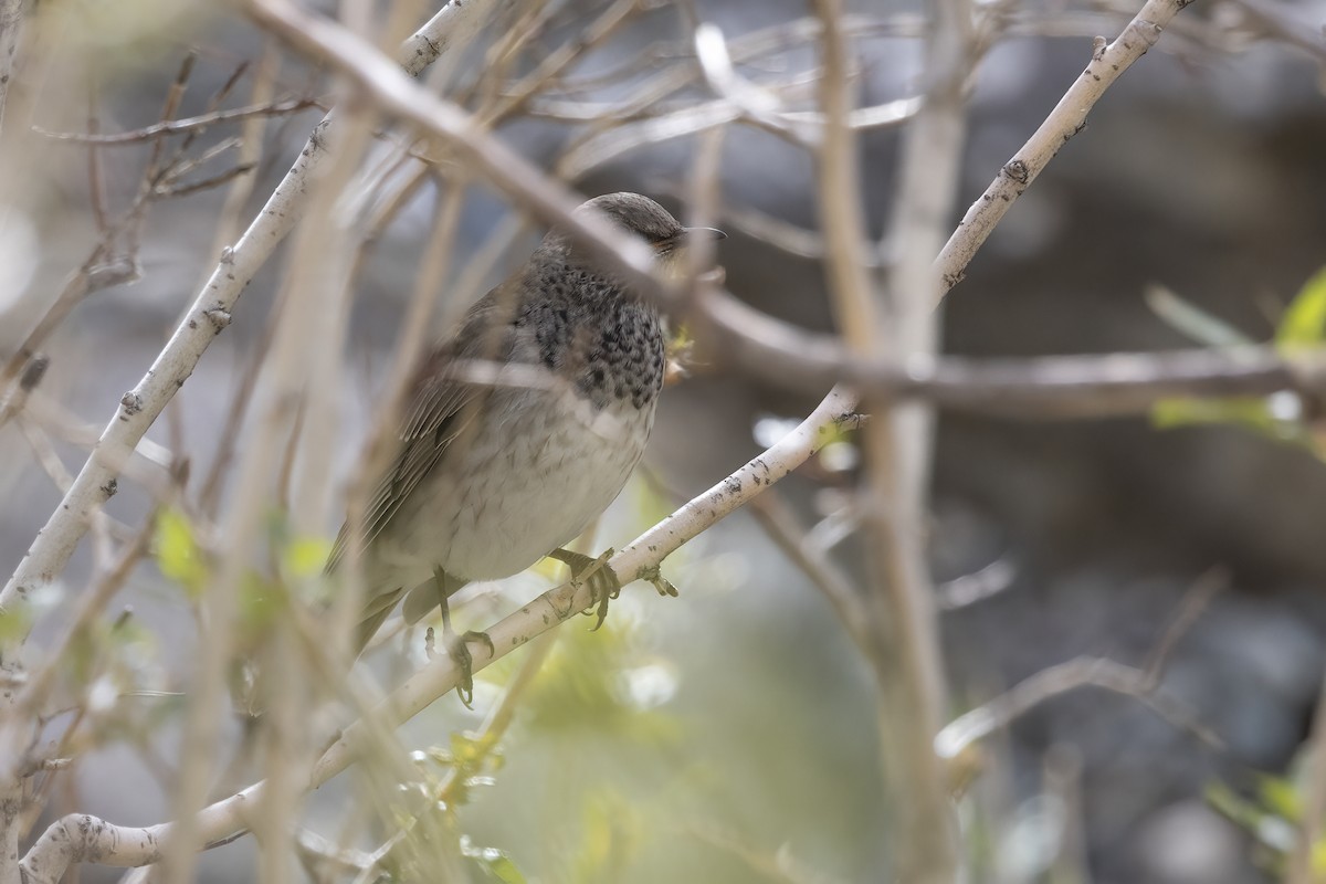 Black-throated Thrush - Delfin Gonzalez