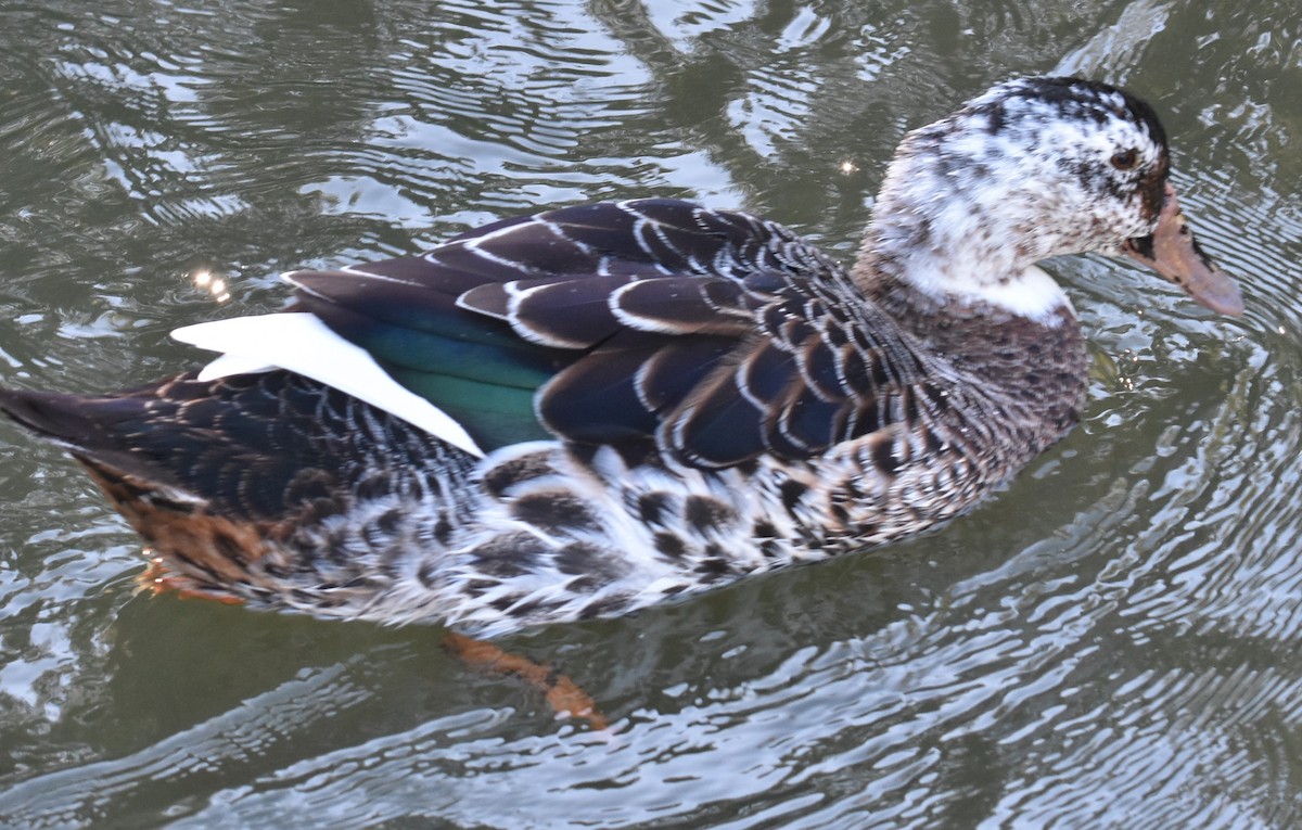 Mallard x Pacific Black Duck (hybrid) - ML620851388