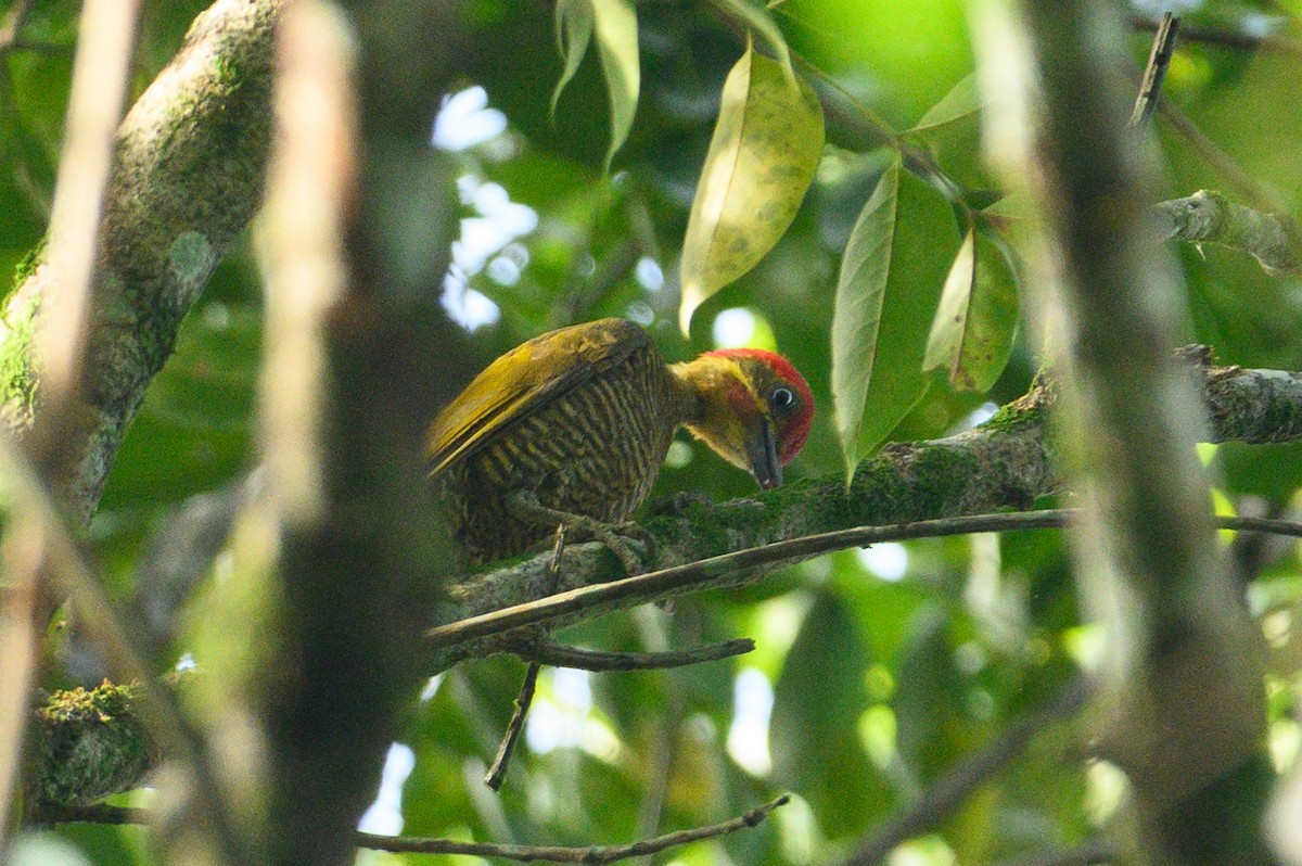 Golden-green Woodpecker - ML620851405