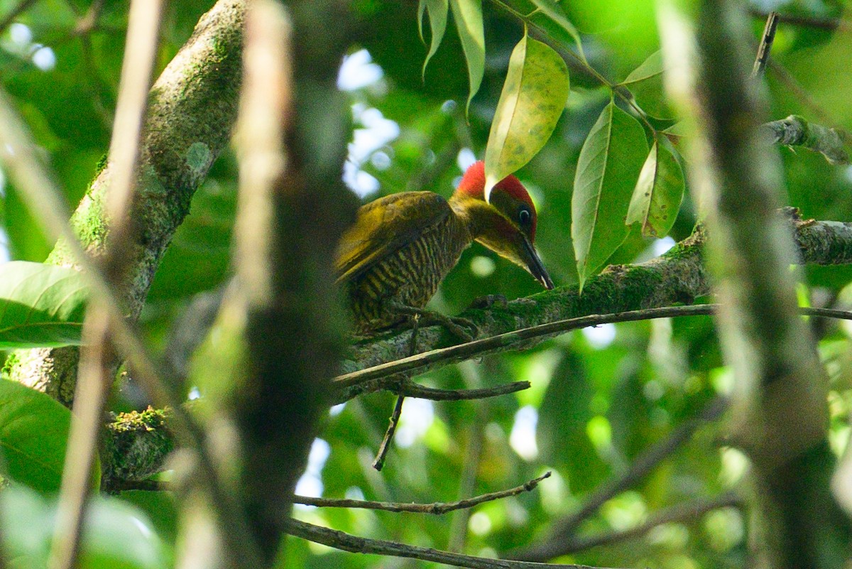 Golden-green Woodpecker - ML620851406
