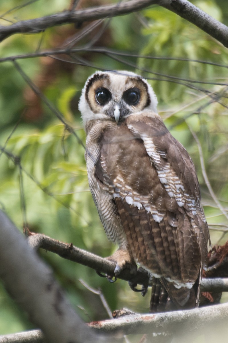 Brown Wood-Owl - ML620851438