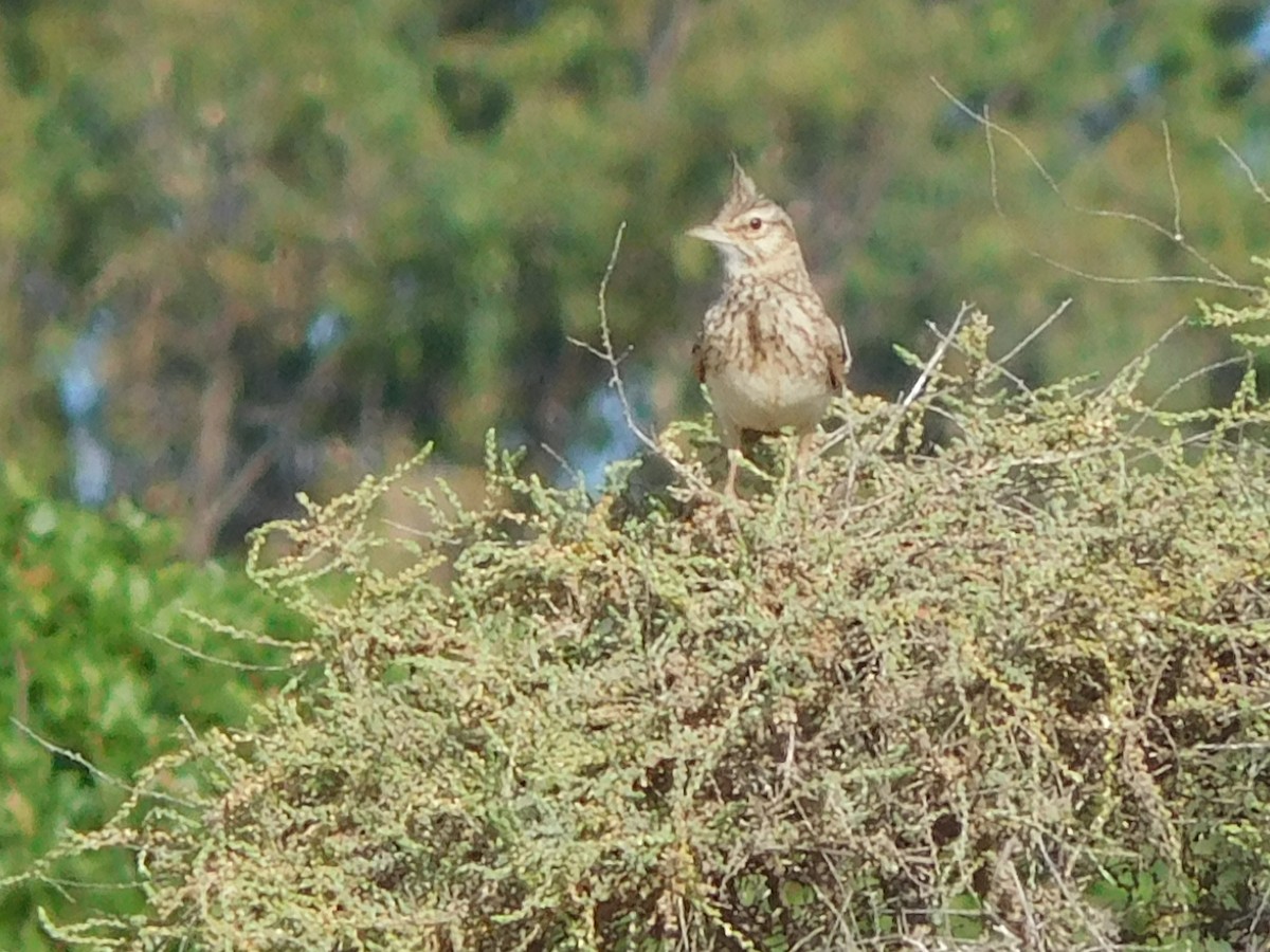 Crested Lark - ML620851448