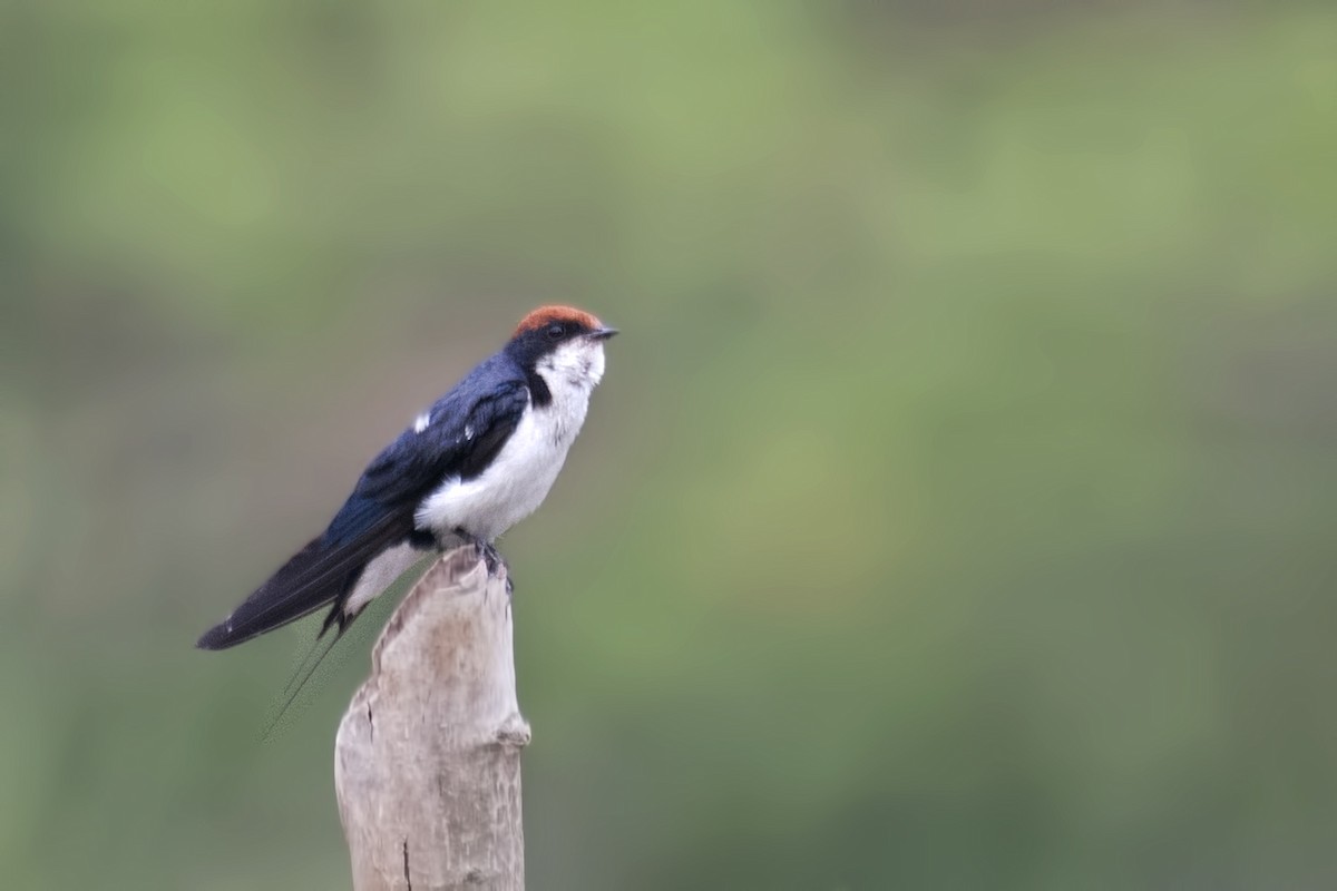 Wire-tailed Swallow - ML620851464
